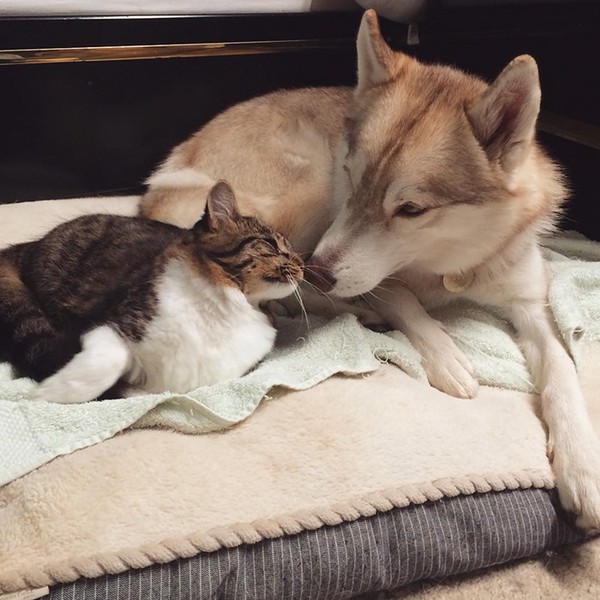 Cuộc sống hạnh ph&uacute;c của b&eacute; m&egrave;o cứ nghĩ m&igrave;nh l&agrave; ch&oacute; b&ecirc;n gia đ&igrave;nh Husky - Ảnh 3.