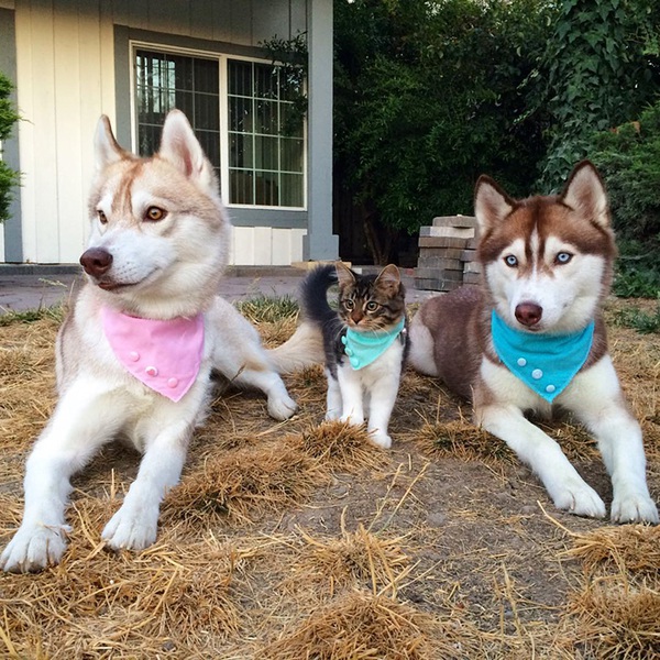 Cuộc sống hạnh ph&uacute;c của b&eacute; m&egrave;o cứ nghĩ m&igrave;nh l&agrave; ch&oacute; b&ecirc;n gia đ&igrave;nh Husky - Ảnh 16.