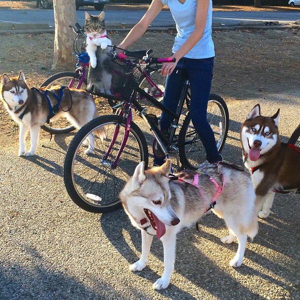 Cuộc sống hạnh ph&uacute;c của b&eacute; m&egrave;o cứ nghĩ m&igrave;nh l&agrave; ch&oacute; b&ecirc;n gia đ&igrave;nh Husky - Ảnh 15.