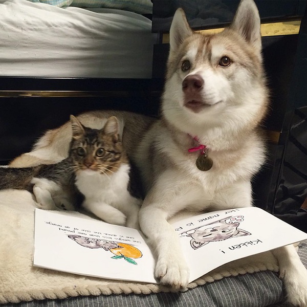 Cuộc sống hạnh ph&uacute;c của b&eacute; m&egrave;o cứ nghĩ m&igrave;nh l&agrave; ch&oacute; b&ecirc;n gia đ&igrave;nh Husky - Ảnh 2.