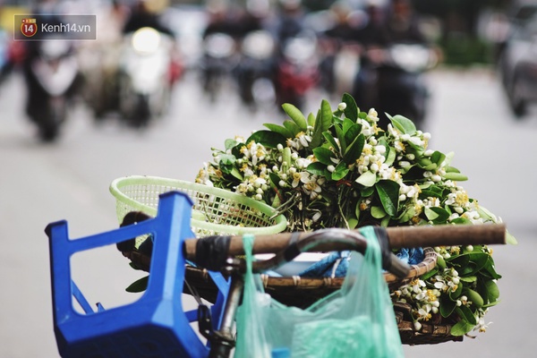 Hà Nội tháng 3, có hương hoa bưởi thoang thoảng thơm trong gió... - Ảnh 3.