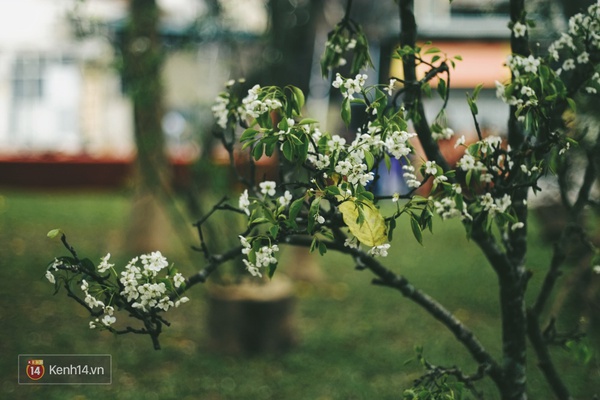 Những ng&agrave;y n&agrave;y, chẳng cần sang Nhật, bạn vẫn c&oacute; thể ngắm hoa anh đ&agrave;o giữa l&ograve;ng H&agrave; Nội - Ảnh 10.
