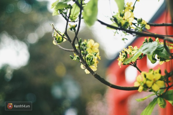 Những ng&agrave;y n&agrave;y, chẳng cần sang Nhật, bạn vẫn c&oacute; thể ngắm hoa anh đ&agrave;o giữa l&ograve;ng H&agrave; Nội - Ảnh 11.