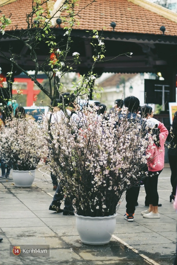 Những ngày này, chẳng cần sang Nhật, bạn vẫn có thể ngắm hoa anh đào giữa lòng Hà Nội - Ảnh 8.