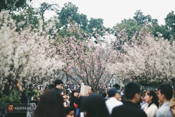 Những ngày này, chẳng cần sang Nhật, bạn vẫn có thể ngắm hoa anh đào giữa lòng Hà Nội - Ảnh 2.