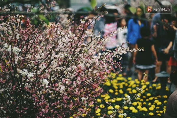 Những ngày này, chẳng cần sang Nhật, bạn vẫn có thể ngắm hoa anh đào giữa lòng Hà Nội - Ảnh 14.