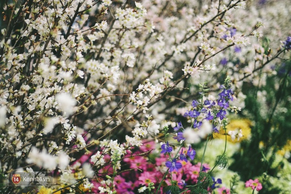 Những ngày này, chẳng cần sang Nhật, bạn vẫn có thể ngắm hoa anh đào giữa lòng Hà Nội - Ảnh 16.