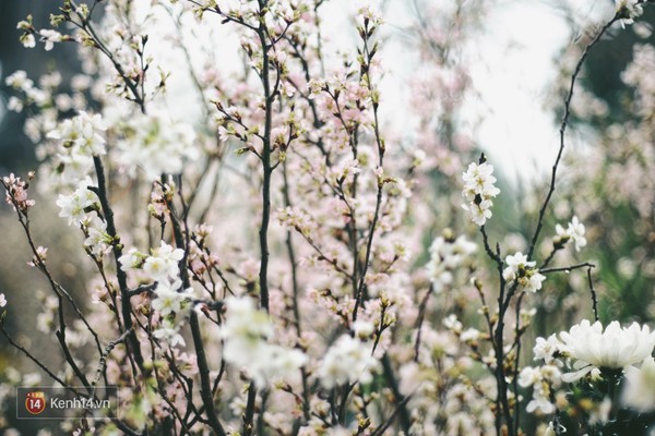 Những ng&agrave;y n&agrave;y, chẳng cần sang Nhật, bạn vẫn c&oacute; thể ngắm hoa anh đ&agrave;o giữa l&ograve;ng H&agrave; Nội - Ảnh 15.