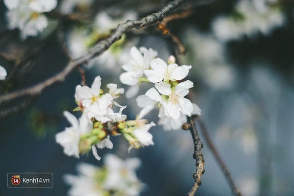 Những ng&agrave;y n&agrave;y, chẳng cần sang Nhật, bạn vẫn c&oacute; thể ngắm hoa anh đ&agrave;o giữa l&ograve;ng H&agrave; Nội - Ảnh 7.