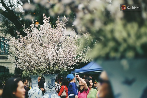 Những ng&agrave;y n&agrave;y, chẳng cần sang Nhật, bạn vẫn c&oacute; thể ngắm hoa anh đ&agrave;o giữa l&ograve;ng H&agrave; Nội - Ảnh 4.
