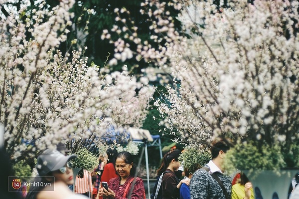 Những ngày này, chẳng cần sang Nhật, bạn vẫn có thể ngắm hoa anh đào giữa lòng Hà Nội - Ảnh 3.
