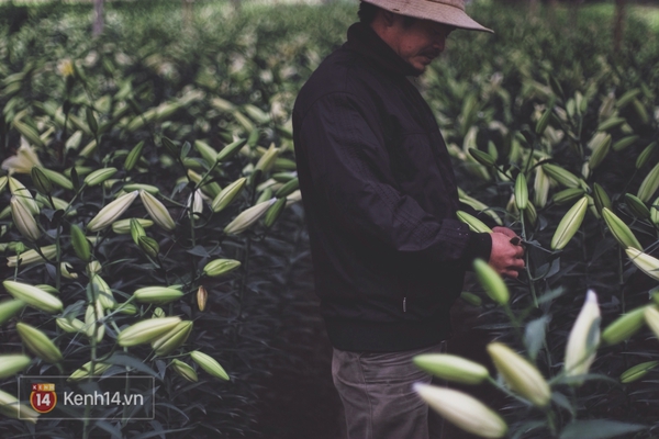 Chẳng ai tin được lại c&oacute; ng&agrave;y hoa ly chất đầy ruộng, người d&acirc;n chẳng buồn cắt đi b&aacute;n! - Ảnh 13.