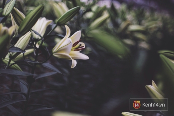 Chẳng ai tin được lại c&oacute; ng&agrave;y hoa ly chất đầy ruộng, người d&acirc;n chẳng buồn cắt đi b&aacute;n! - Ảnh 4.