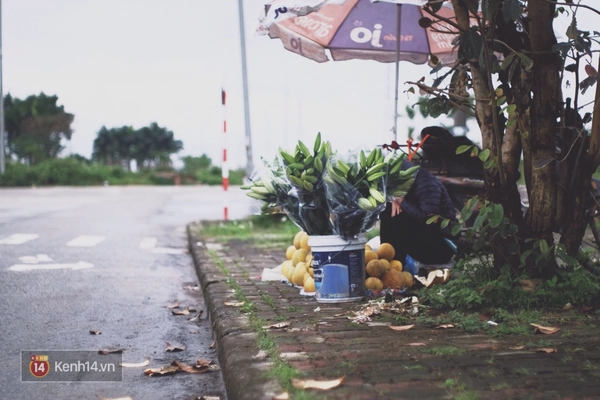 Chẳng ai tin được lại c&oacute; ng&agrave;y hoa ly chất đầy ruộng, người d&acirc;n chẳng buồn cắt đi b&aacute;n! - Ảnh 14.
