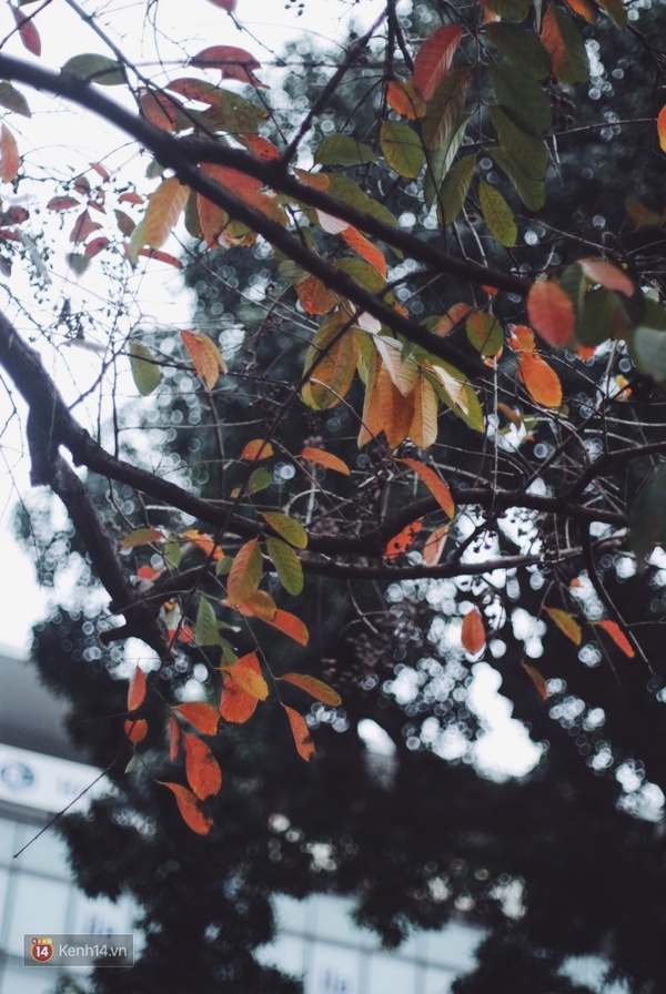 H&agrave; Nội man m&aacute;c buồn tr&ecirc;n con phố ngập tr&agrave;n l&aacute; đỏ bằng lăng - Ảnh 5.