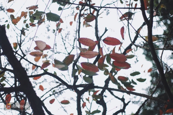 H&agrave; Nội man m&aacute;c buồn tr&ecirc;n con phố ngập tr&agrave;n l&aacute; đỏ bằng lăng - Ảnh 6.