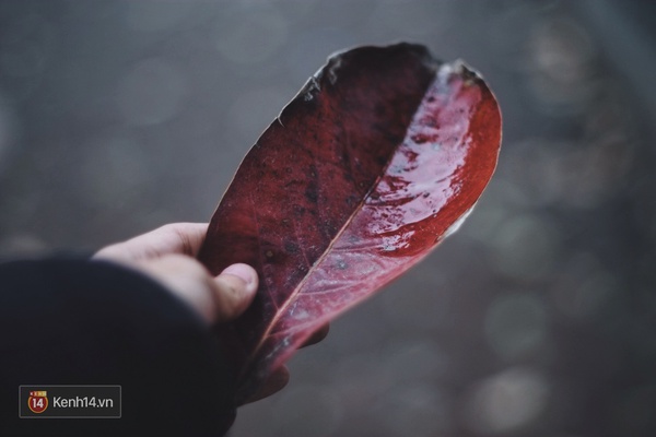 H&agrave; Nội man m&aacute;c buồn tr&ecirc;n con phố ngập tr&agrave;n l&aacute; đỏ bằng lăng - Ảnh 10.