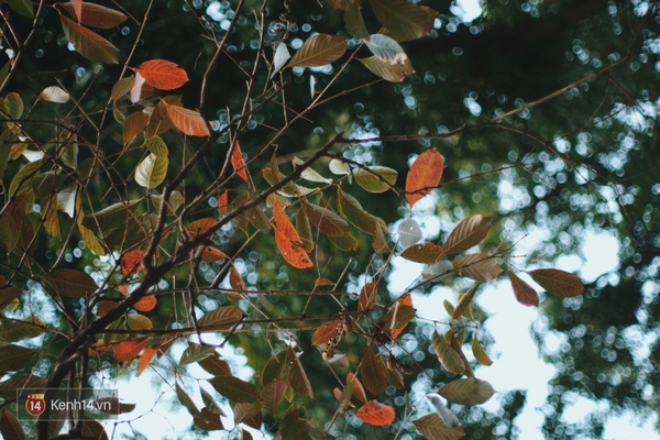 H&agrave; Nội man m&aacute;c buồn tr&ecirc;n con phố ngập tr&agrave;n l&aacute; đỏ bằng lăng - Ảnh 12.