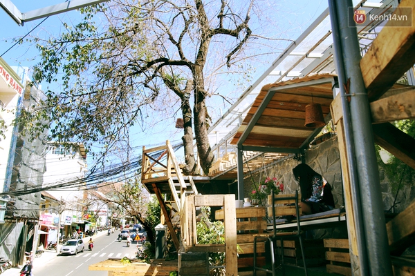 Những điều thú vị ở An - Quán cafe nằm giữa 5 cây mai anh đào cổ thụ tại Đà Lạt - Ảnh 18.
