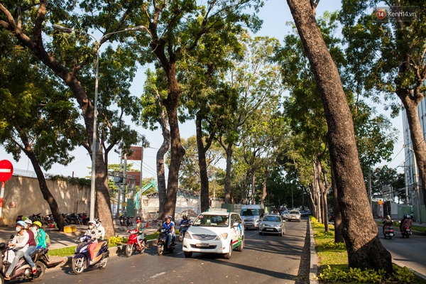 TPHCM: Ngắm nhìn hàng cây xanh trên đường Tôn Đức Thắng trước khi 300 cây sẽ bị chặt hạ - Ảnh 3.