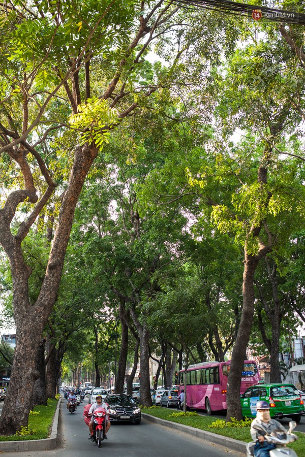 TPHCM: Ngắm nhìn hàng cây xanh trên đường Tôn Đức Thắng trước khi 300 cây sẽ bị chặt hạ - Ảnh 7.