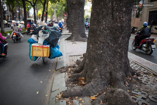 TPHCM: Ngắm nhìn hàng cây xanh trên đường Tôn Đức Thắng trước khi 300 cây sẽ bị chặt hạ - Ảnh 8.