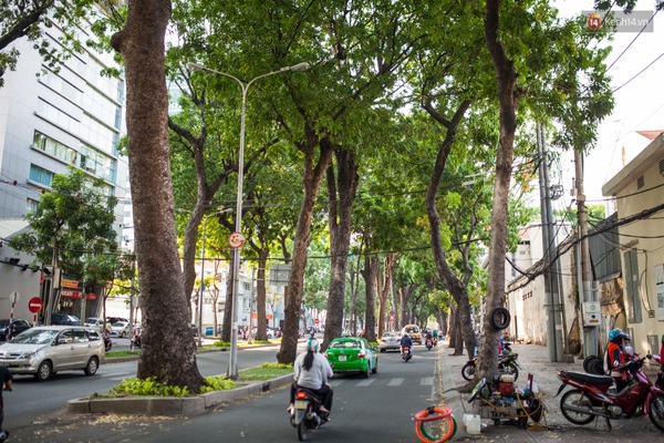 TPHCM: Ngắm nhìn hàng cây xanh trên đường Tôn Đức Thắng trước khi 300 cây sẽ bị chặt hạ - Ảnh 9.