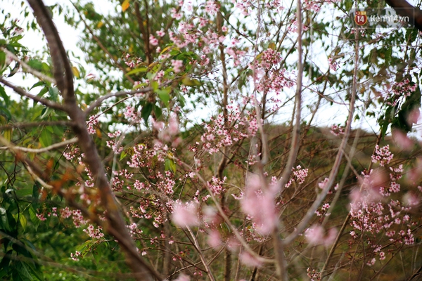 Chùm ảnh: Hoa mai anh đào chớm nở trên những cung đường đèo ở Đà Lạt - Ảnh 9.