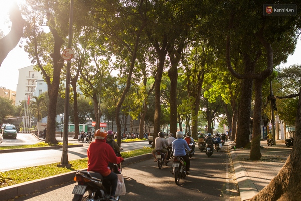 TPHCM: Ngắm nhìn hàng cây xanh trên đường Tôn Đức Thắng trước khi 300 cây sẽ bị chặt hạ - Ảnh 13.