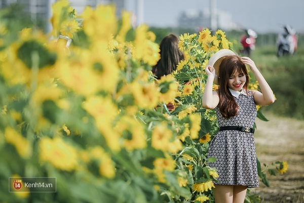 Sau Đà Lạt và Nghệ An, cuối cùng thì giới trẻ Đà Nẵng cũng đã có vườn hướng dương để chụp hình - Ảnh 7.