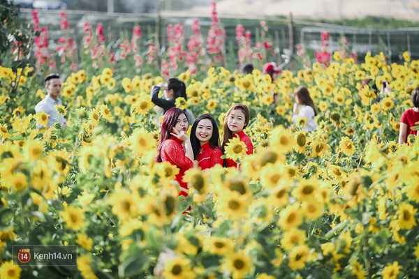 Sau Đà Lạt và Nghệ An, cuối cùng thì giới trẻ Đà Nẵng cũng đã có vườn hướng dương để chụp hình - Ảnh 8.