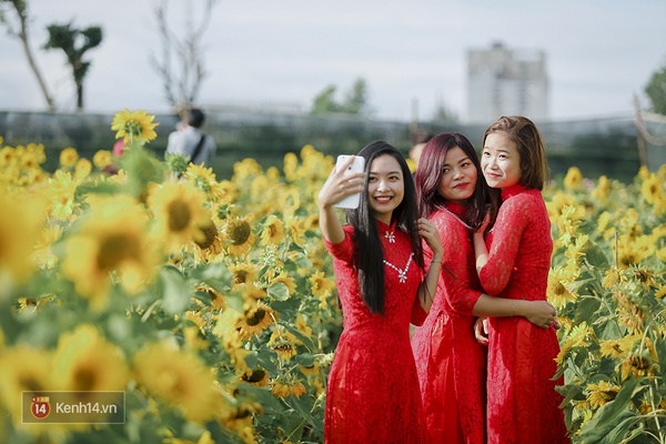 Sau Đà Lạt và Nghệ An, cuối cùng thì giới trẻ Đà Nẵng cũng đã có vườn hướng dương để chụp hình - Ảnh 9.