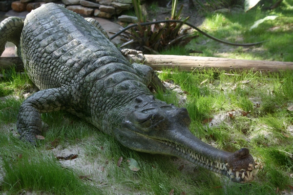 indian-gharial-crocodile-digon3-1452688457220.JPG