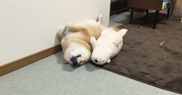 Chú chó Shiba có sở thích ôm gấu bông đi ngủ hệt như con người - Ảnh 2.