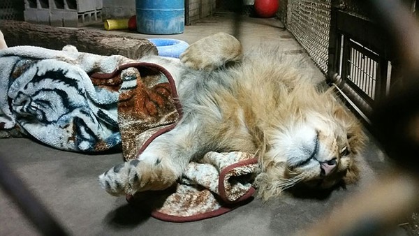 Ch&uacute;a tể rừng xanh chỉ chịu đi ngủ khi &ocirc;m chăn l&ocirc;ng y&ecirc;u th&iacute;ch - Ảnh 7.