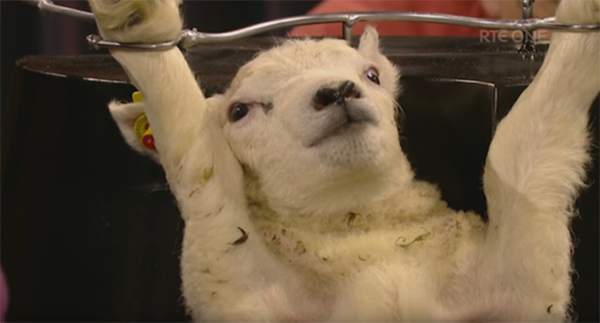 Phẫn nộ vì chú cừu non đáng thương bị đem ra làm trò tiêu khiển trên truyền hình - Ảnh 3.