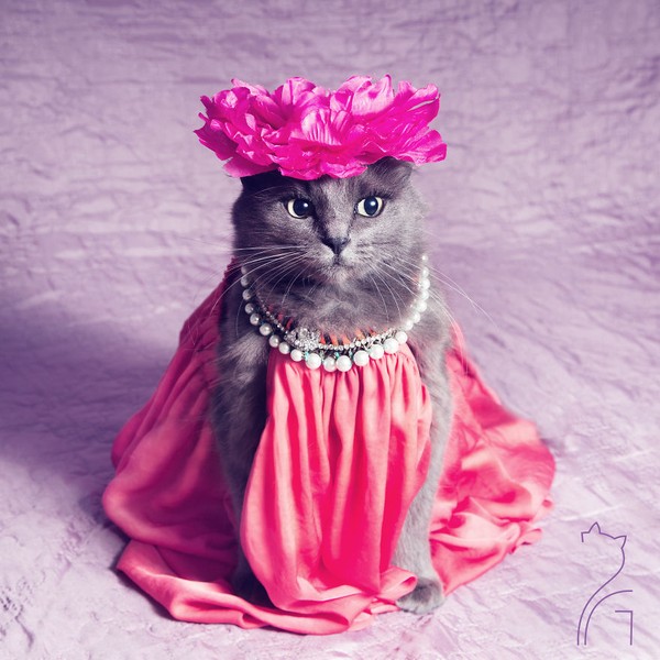 Nàng mèo xinh đẹp vượt khó trở thành fashionista sành điệu - Ảnh 1.