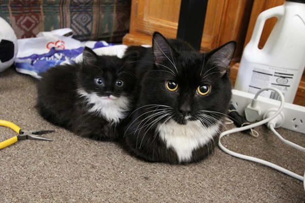 Gia tộc nhà mèo và những bản sao mini siêu dễ thương - Ảnh 1.