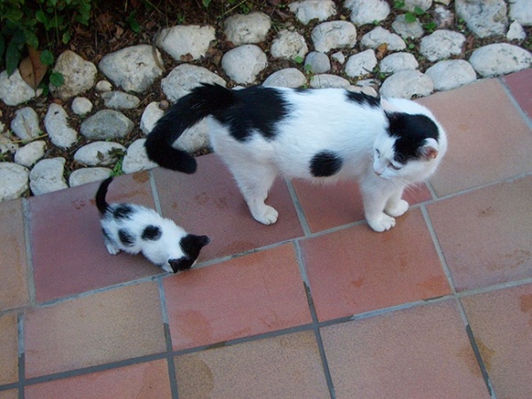 Gia tộc nhà mèo và những bản sao mini siêu dễ thương - Ảnh 14.