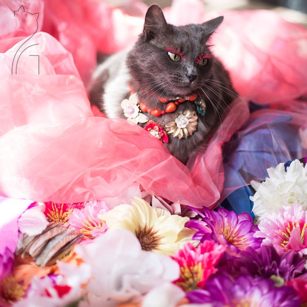 Nàng mèo xinh đẹp vượt khó trở thành fashionista sành điệu - Ảnh 12.