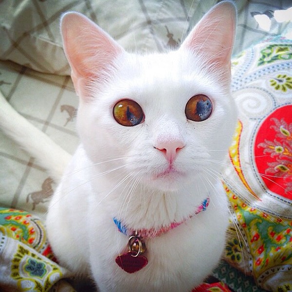 Những chú mèo mang cả dải ngân hà kỳ ảo trong đôi mắt - Ảnh 2.