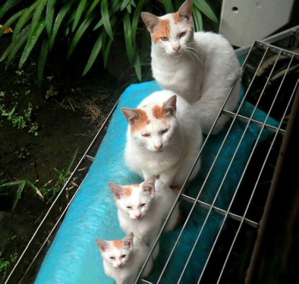 Gia tộc nhà mèo và những bản sao mini siêu dễ thương - Ảnh 4.
