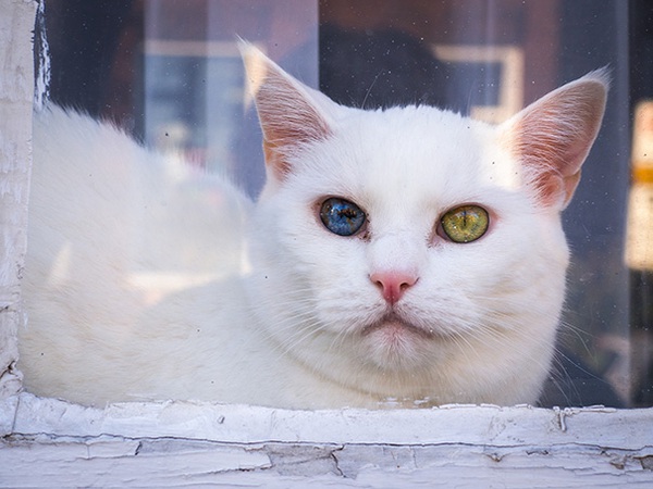 Những chú mèo mang cả dải ngân hà kỳ ảo trong đôi mắt - Ảnh 7.