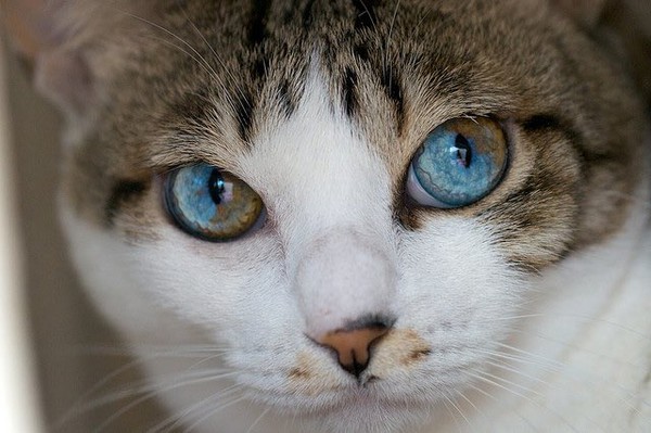 Những chú mèo mang cả dải ngân hà kỳ ảo trong đôi mắt - Ảnh 8.