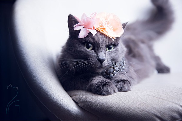 Nàng mèo xinh đẹp vượt khó trở thành fashionista sành điệu - Ảnh 5.
