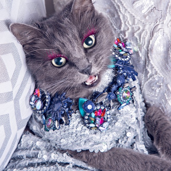 Nàng mèo xinh đẹp vượt khó trở thành fashionista sành điệu - Ảnh 6.
