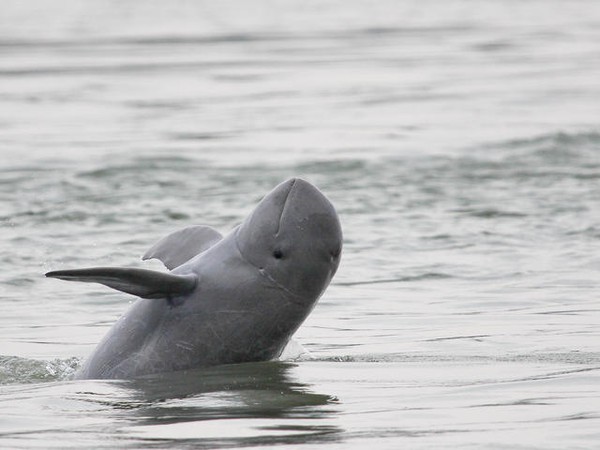 mekong-irrawaddy-dolphin-breaching-28c-29-wwf-greater-mekong-1452690454645.jpg