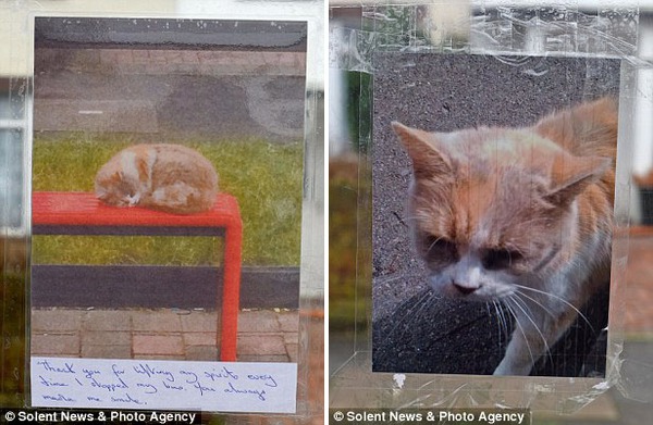 Cô mèo trạm xe buýt nổi tiếng ở Anh đã chết vì bị nhóm côn đồ đánh đập dã man - Ảnh 1.