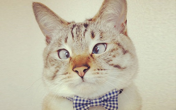 Bí mật về mèo mắt lác - Những điều thú vị bạn chưa biết