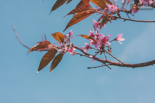 Giới trẻ đi du lịch ở đ&acirc;u trong những ng&agrave;y c&ograve;n lại của kỳ nghỉ Tết? - Ảnh 2.